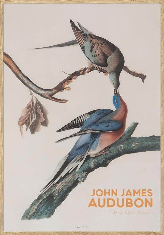 Audubon Plakat Passenger Pigeon