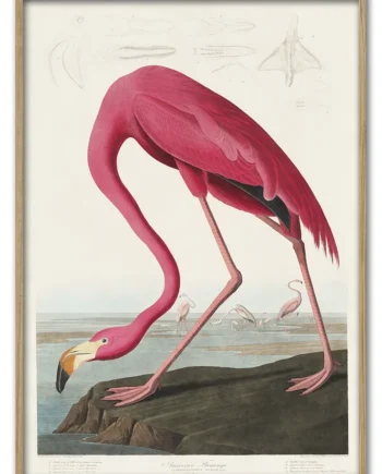 Curious   Flamingo   42x59       Cm