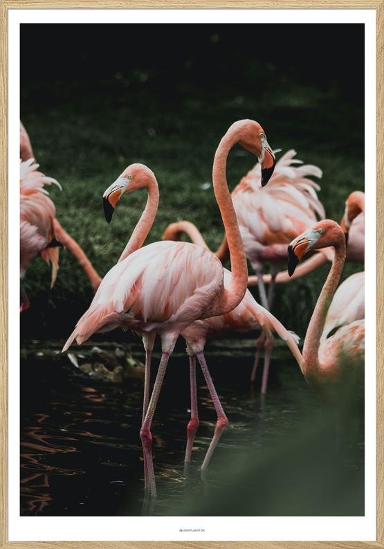 Plakat Med Flamingoer Fotoplakat