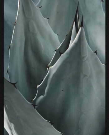 Agave   Plakat