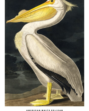 American   White   Pelican   Af   Plakatwerket