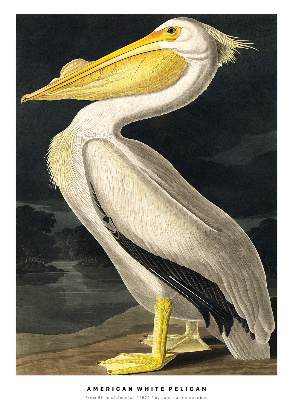 American   White   Pelican   Af   Plakatwerket