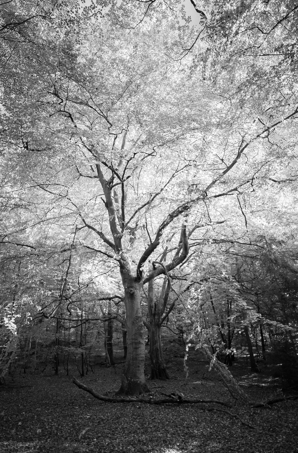 And   Then   I   Found   A   Tree   Af   David   Foli
