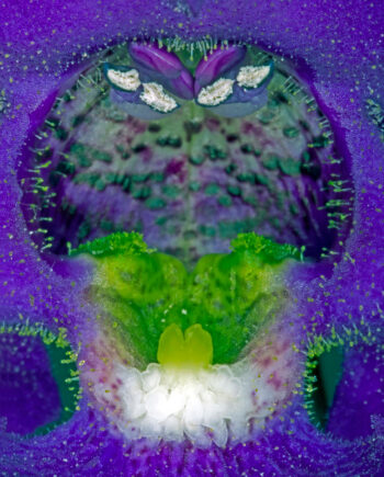 Angelonia   Af   Pauline   Snoeijs