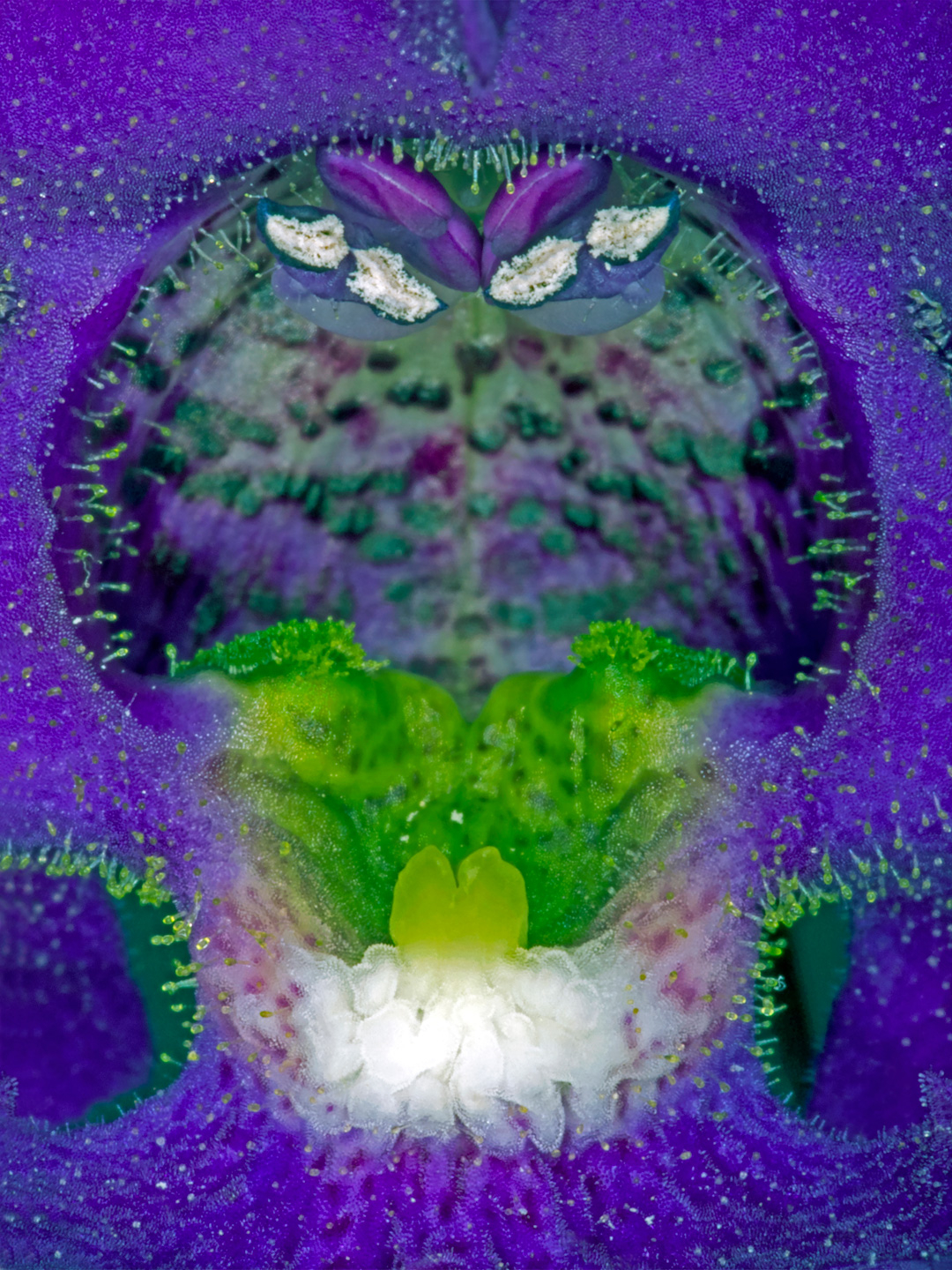 Angelonia   Af   Pauline   Snoeijs