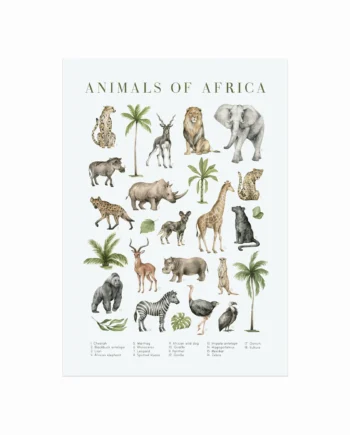 Animals   Of   Africa