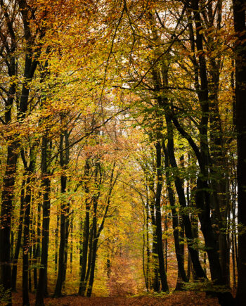 Autumn   Af   Jakob   Evers