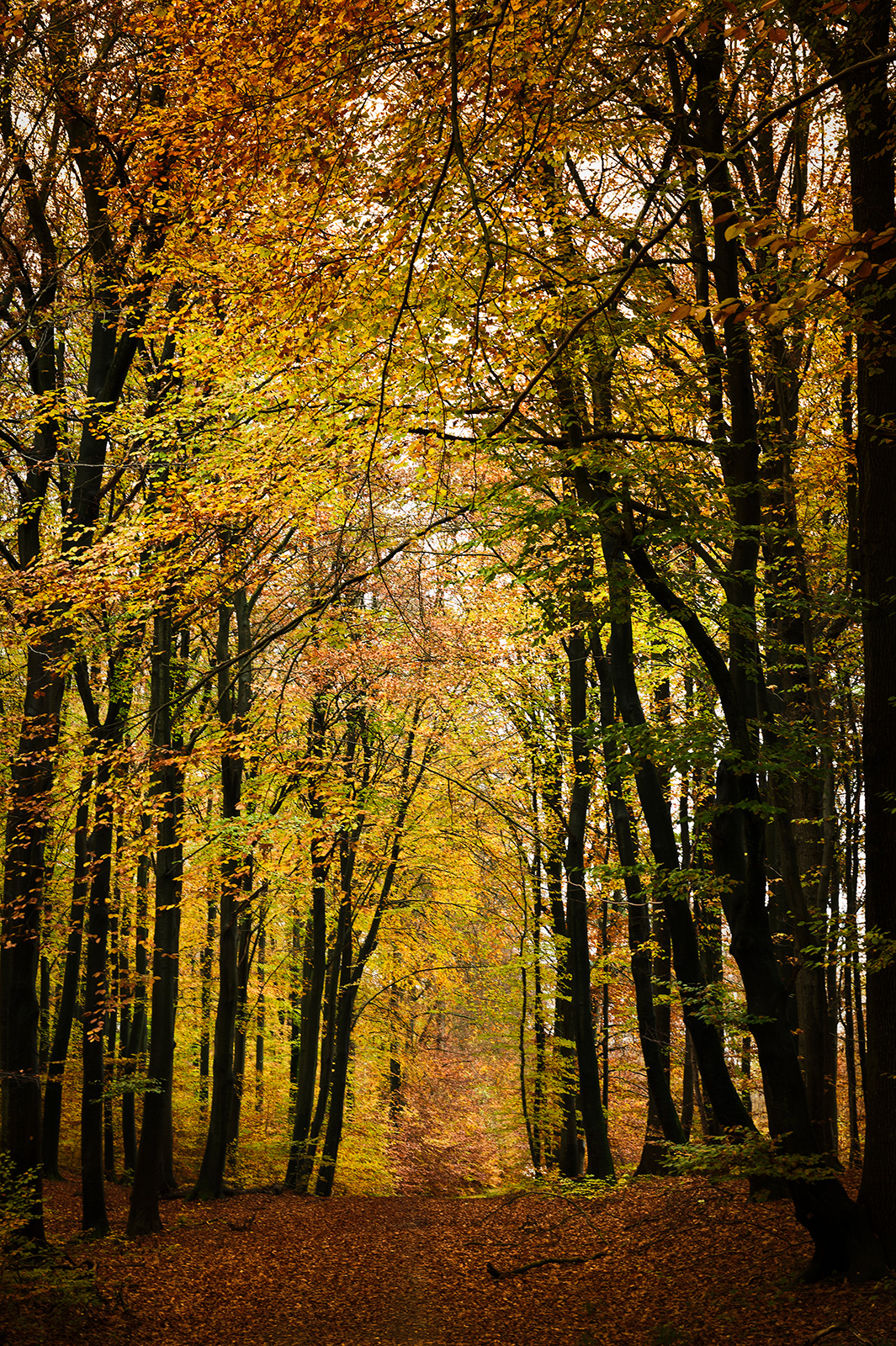 Autumn   Af   Jakob   Evers