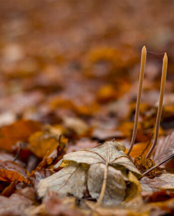 Autumn   Forest   Floor   Af   Rasmus   Gundorff   Sæderup