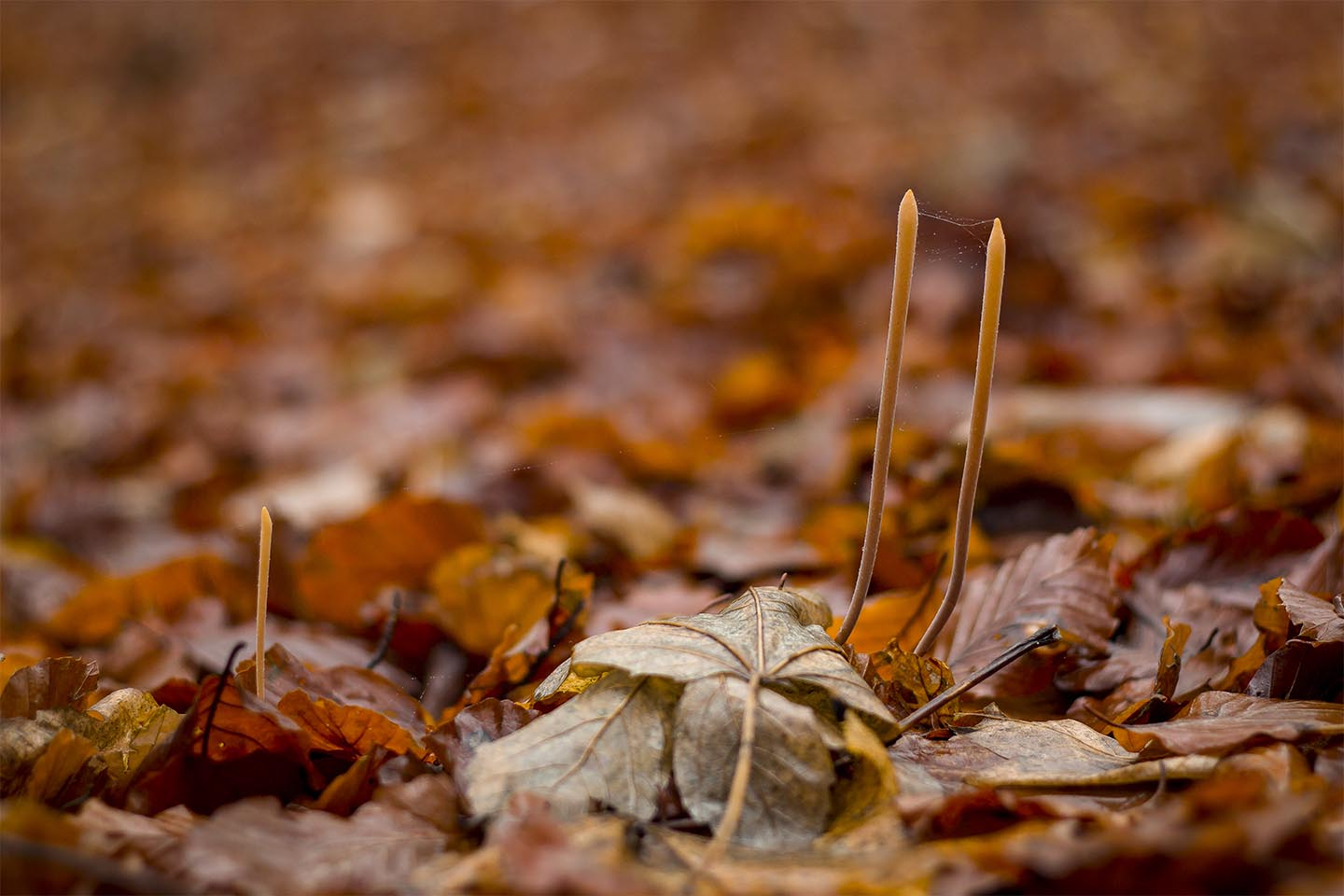 Autumn   Forest   Floor   Af   Rasmus   Gundorff   Sæderup