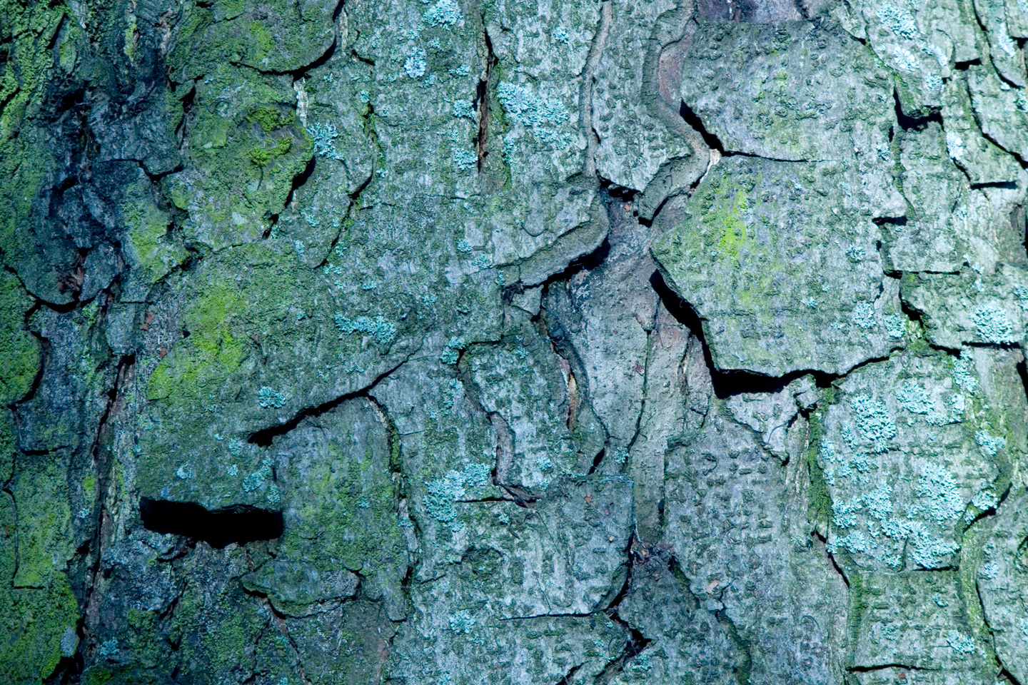 Bark   Af   Kirsten   Stigsgaard
