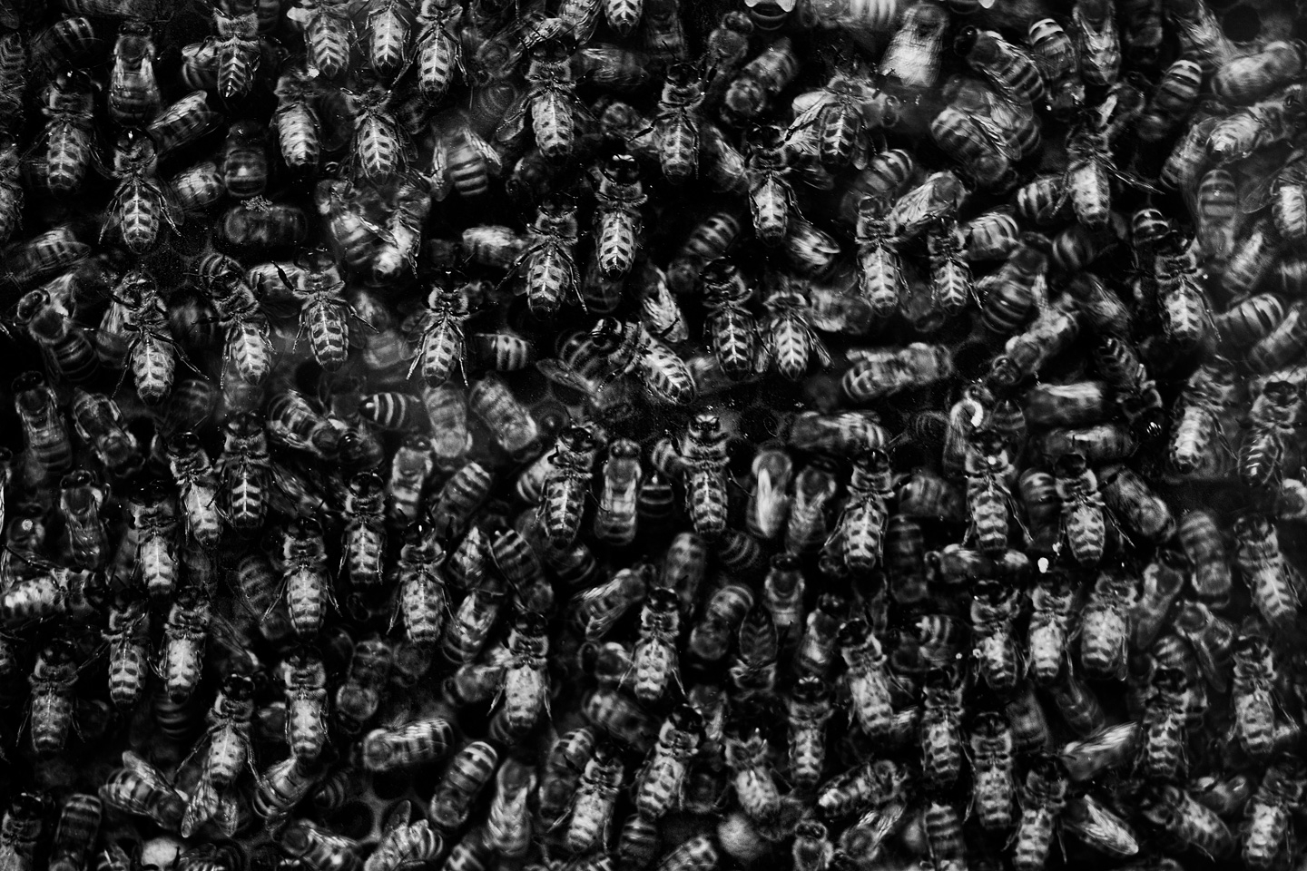 Bees   Af   Gustavo   Orensztajn