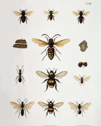 Bees   Af   Vintage   Vista   Designs