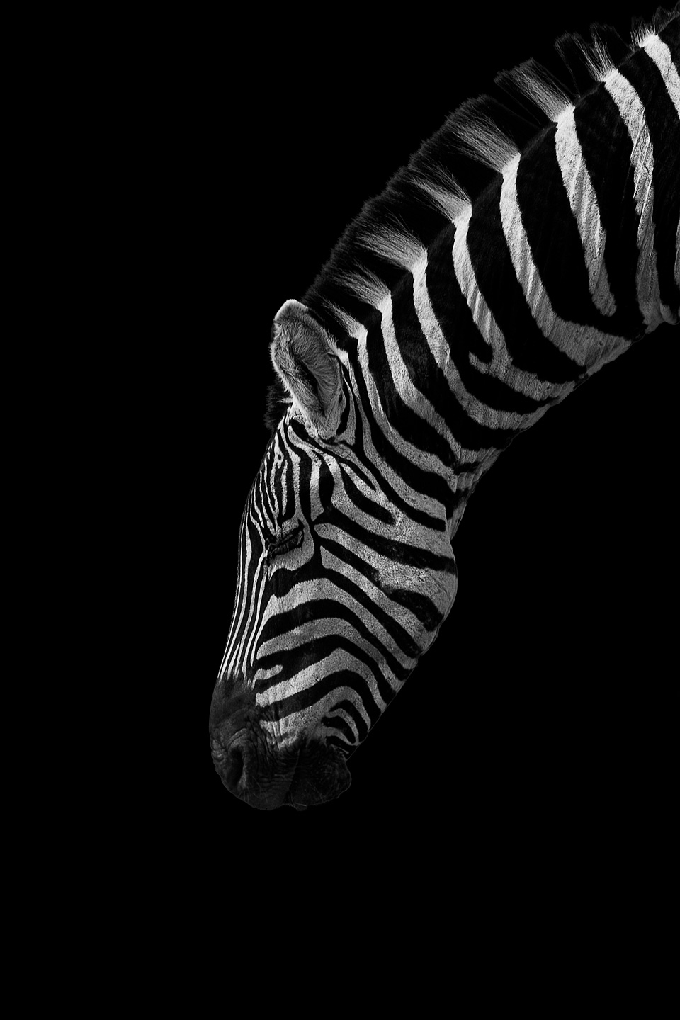 Black   And   White   Stripes   Af   Mikkel   Beiter