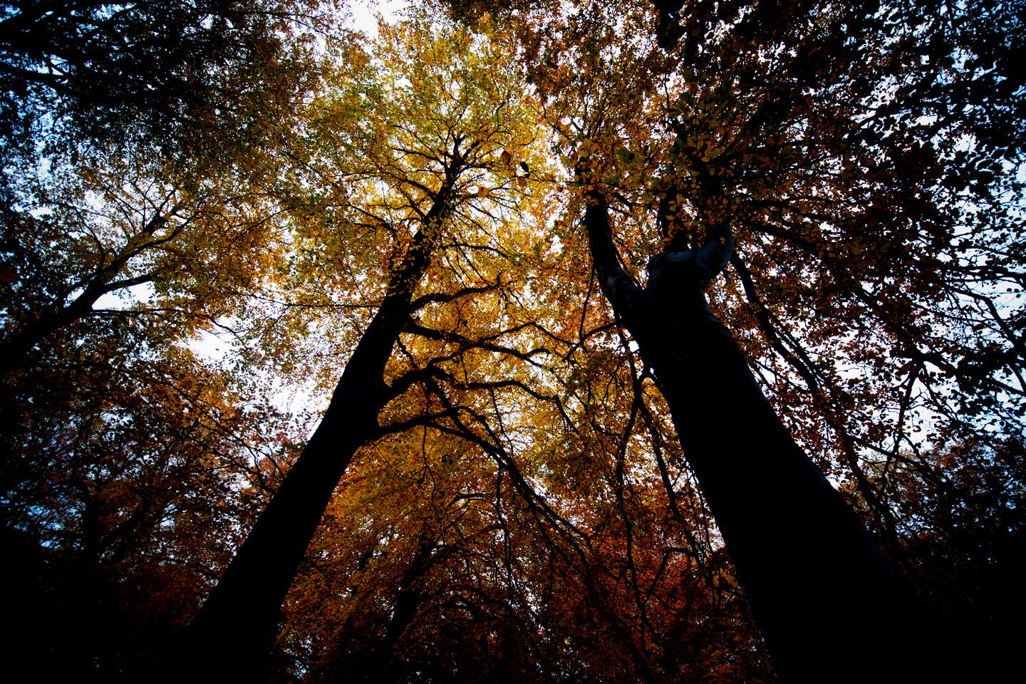 Black   Trees   Af   David   Foli