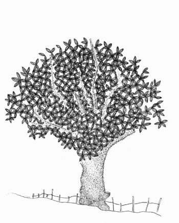 Bladettræ   Af   Cilia   Sindt