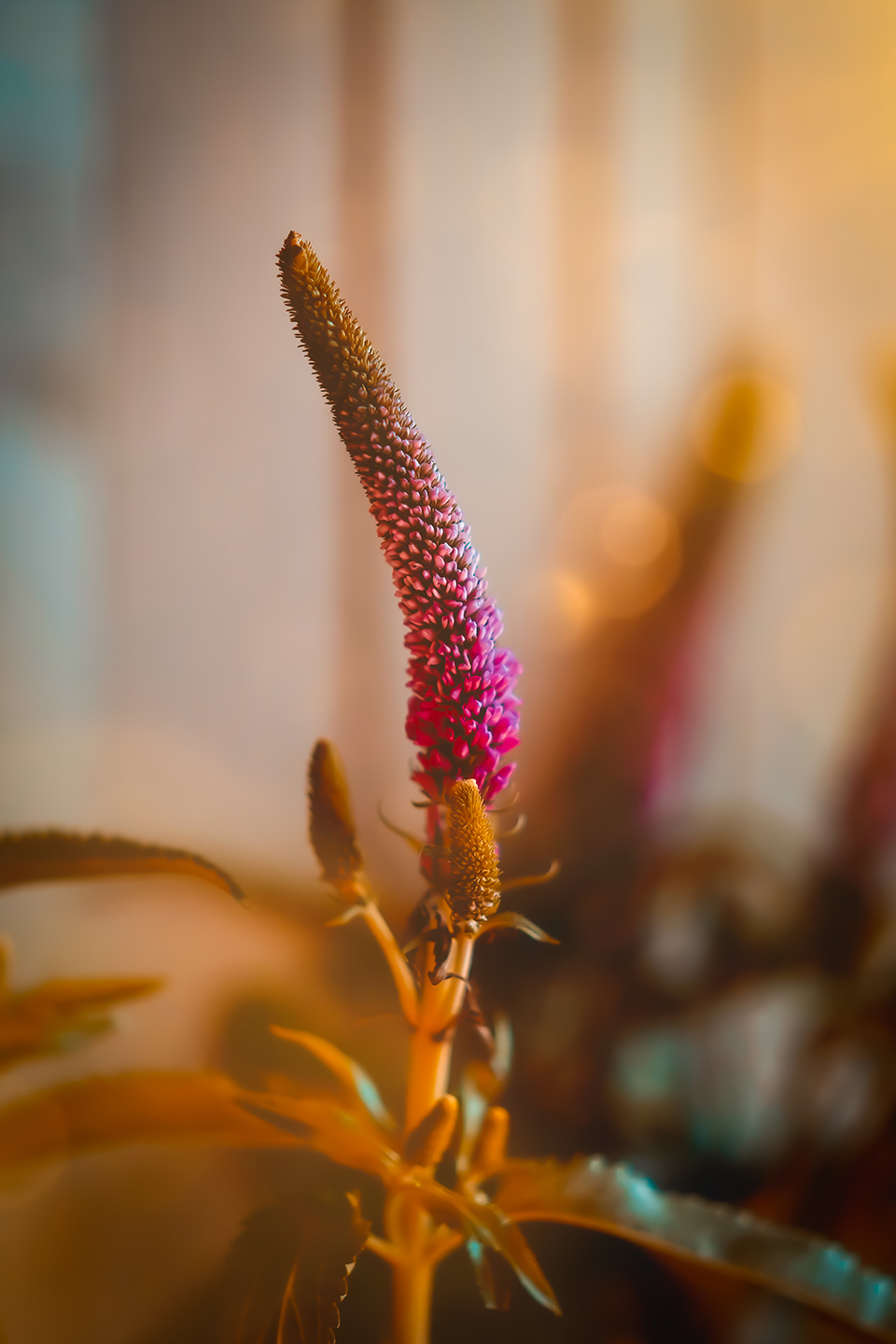 Blomst   I   Aftensol   Af   Smukstil   By   Mea