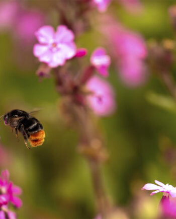 Blomster   Og   Humlebi   Af   Msj   Natur   Foto