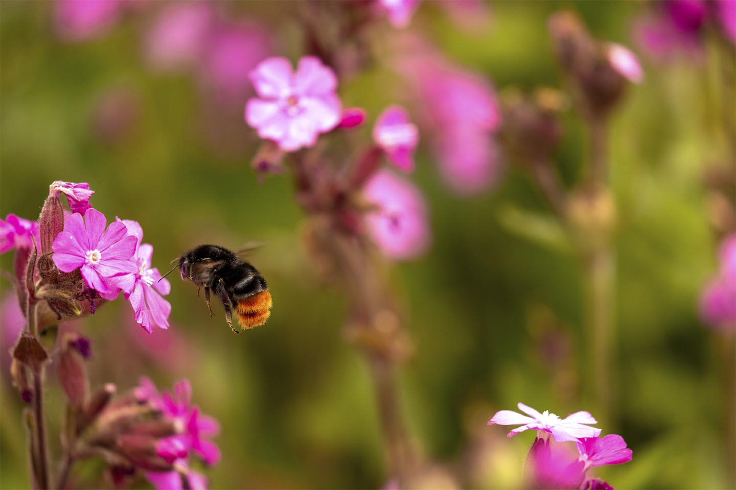 Blomster   Og   Humlebi   Af   Msj   Natur   Foto
