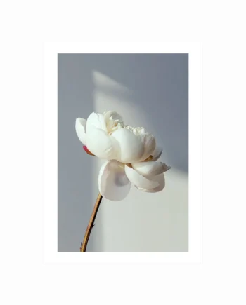 Blooming