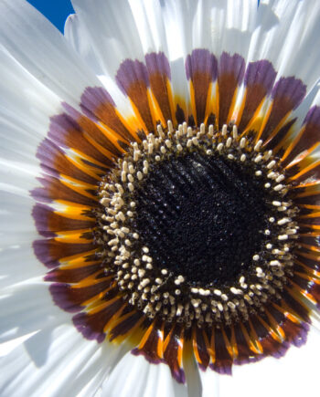 Blooming   White   Af   Kirsten   Stigsgaard
