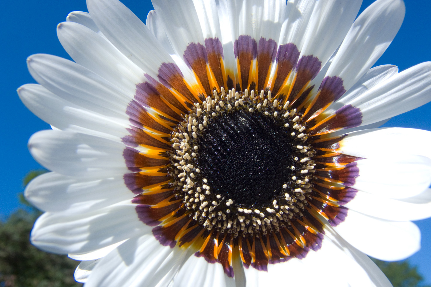 Blooming   White   Af   Kirsten   Stigsgaard