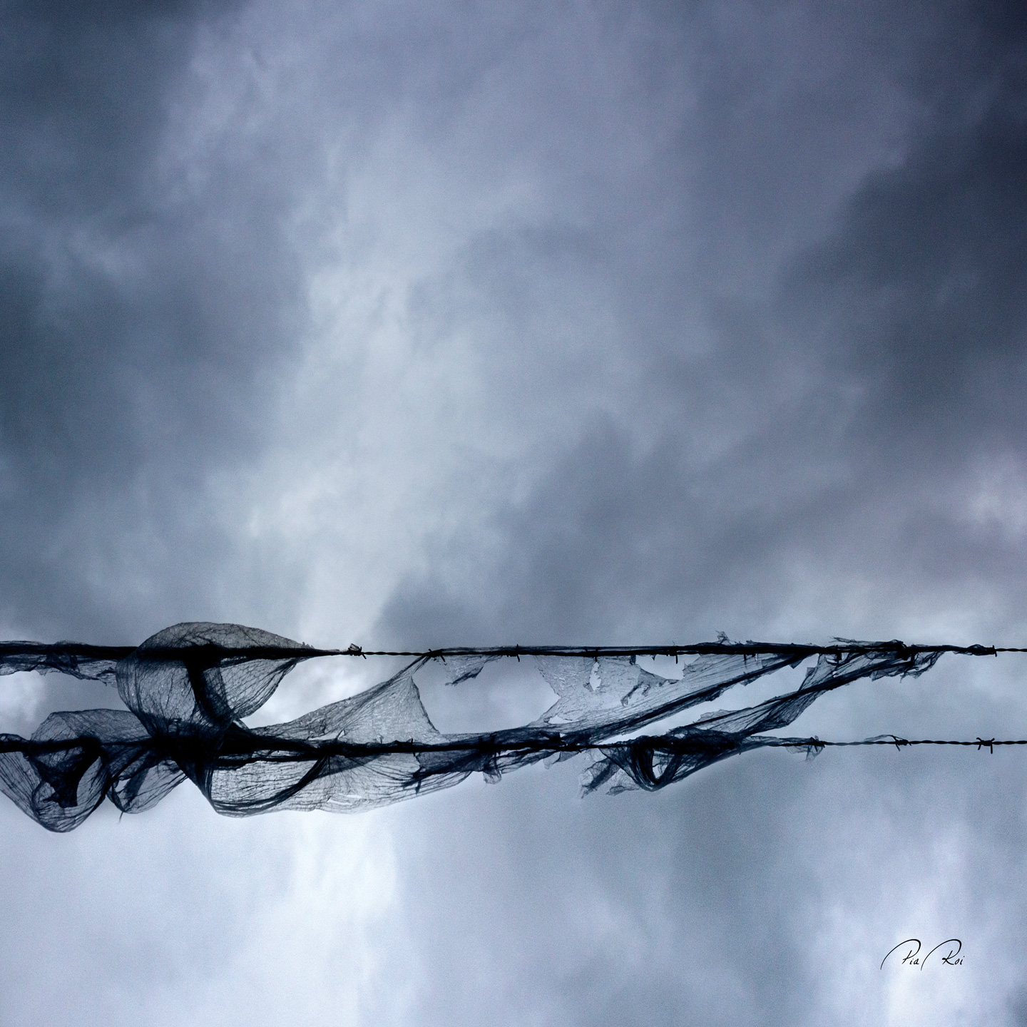 Blowing   In   The   Wind   Af   Pia   Roi