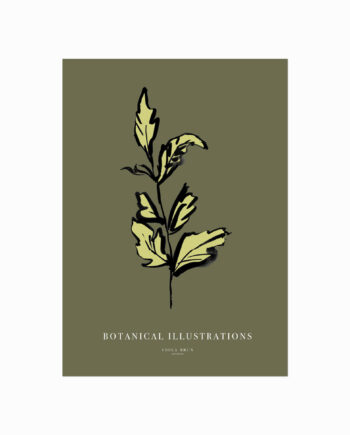 Botanical   Illustrations    Leaf