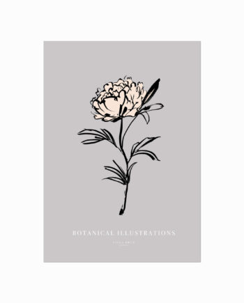 Botanical   Illustrations    Peony