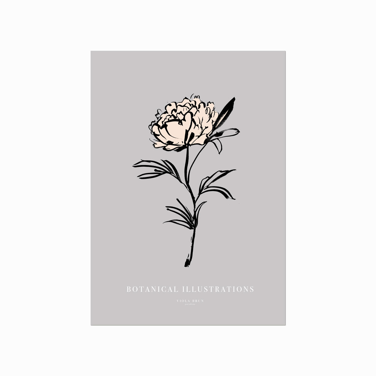 Botanical Illustrations Peony