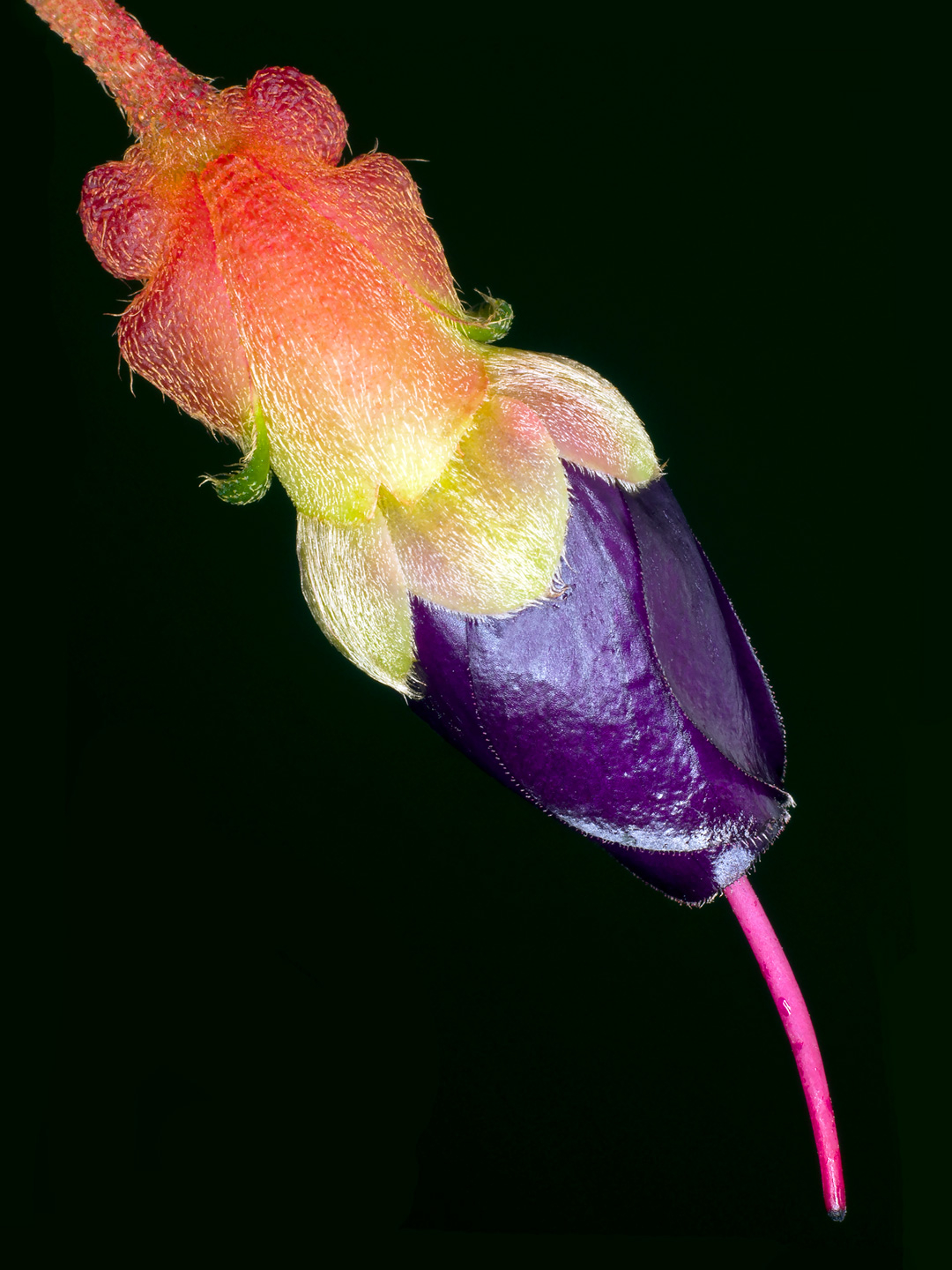 Brachyotum   Campanulare   Af   Pauline   Snoeijs