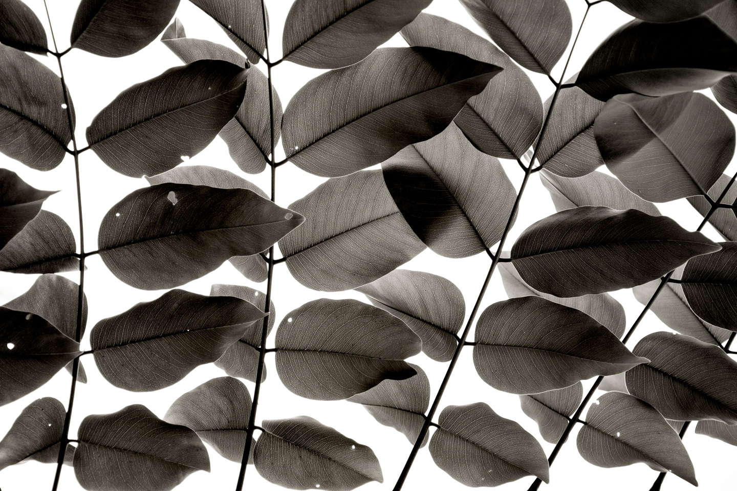 Branches   And   Leaves   Af   Tal   Paz - Fridman