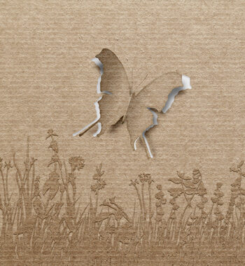 Butterfly   Af   Jakub   Stodulski
