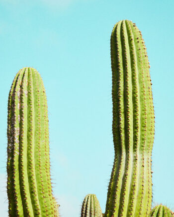 Cactusland   No        Af   Camilla   Schmidt