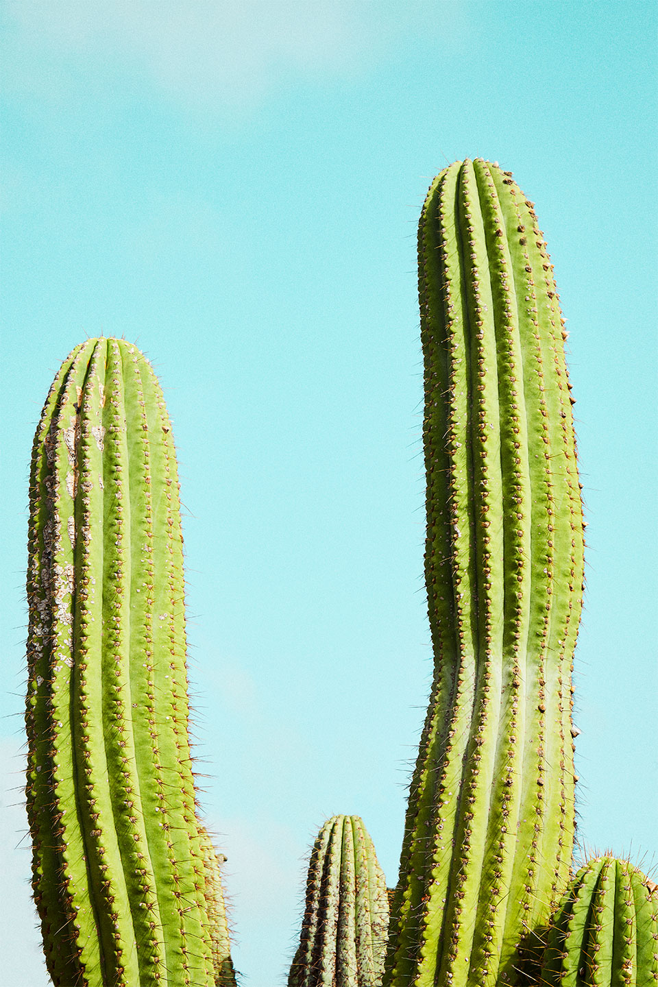 Cactusland   No        Af   Camilla   Schmidt