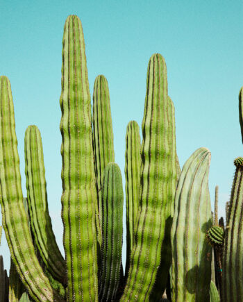 Cactusland   No        Af   Camilla   Schmidt