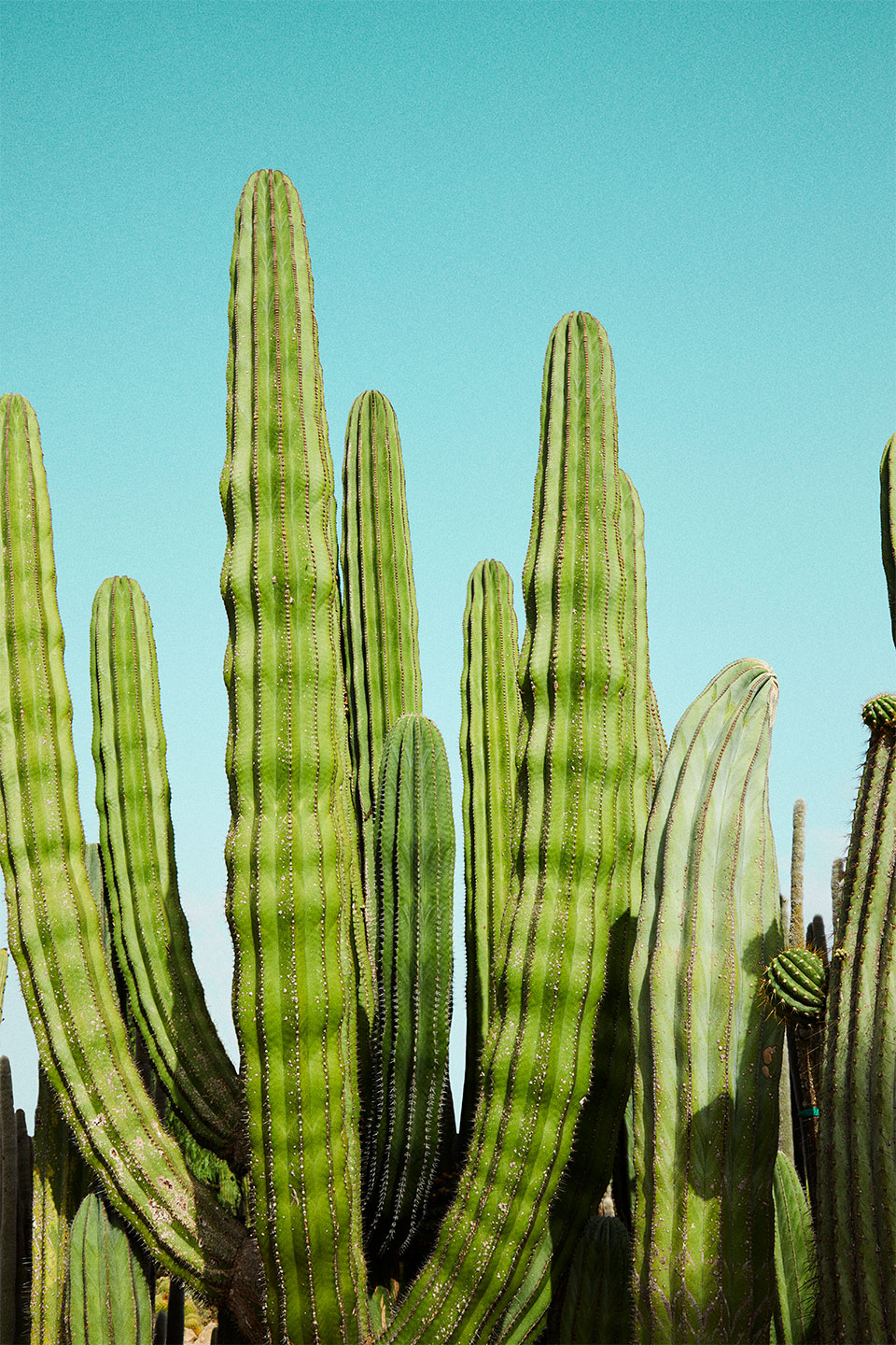 Cactusland   No        Af   Camilla   Schmidt