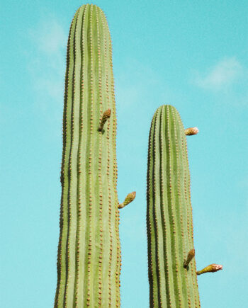 Cactusland   No        Af   Camilla   Schmidt
