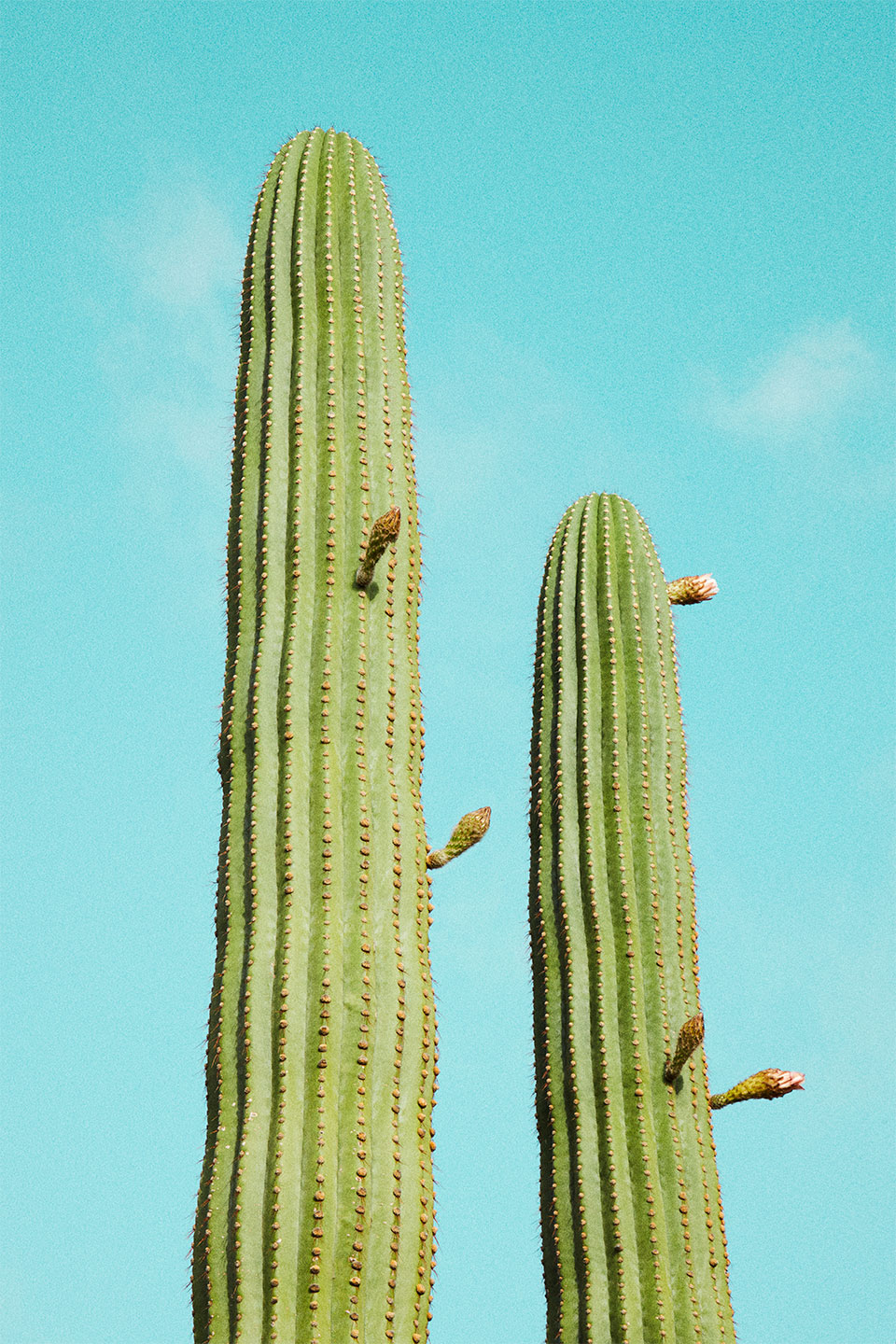 Cactusland   No        Af   Camilla   Schmidt
