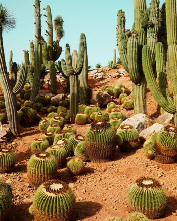 Cactusland   No        Af   Camilla   Schmidt