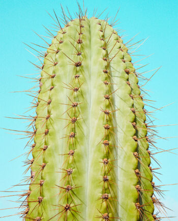Cactusland   No        Af   Camilla   Schmidt