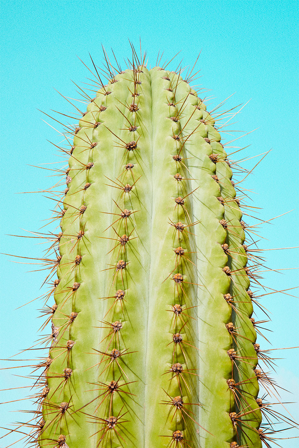 Cactusland   No        Af   Camilla   Schmidt