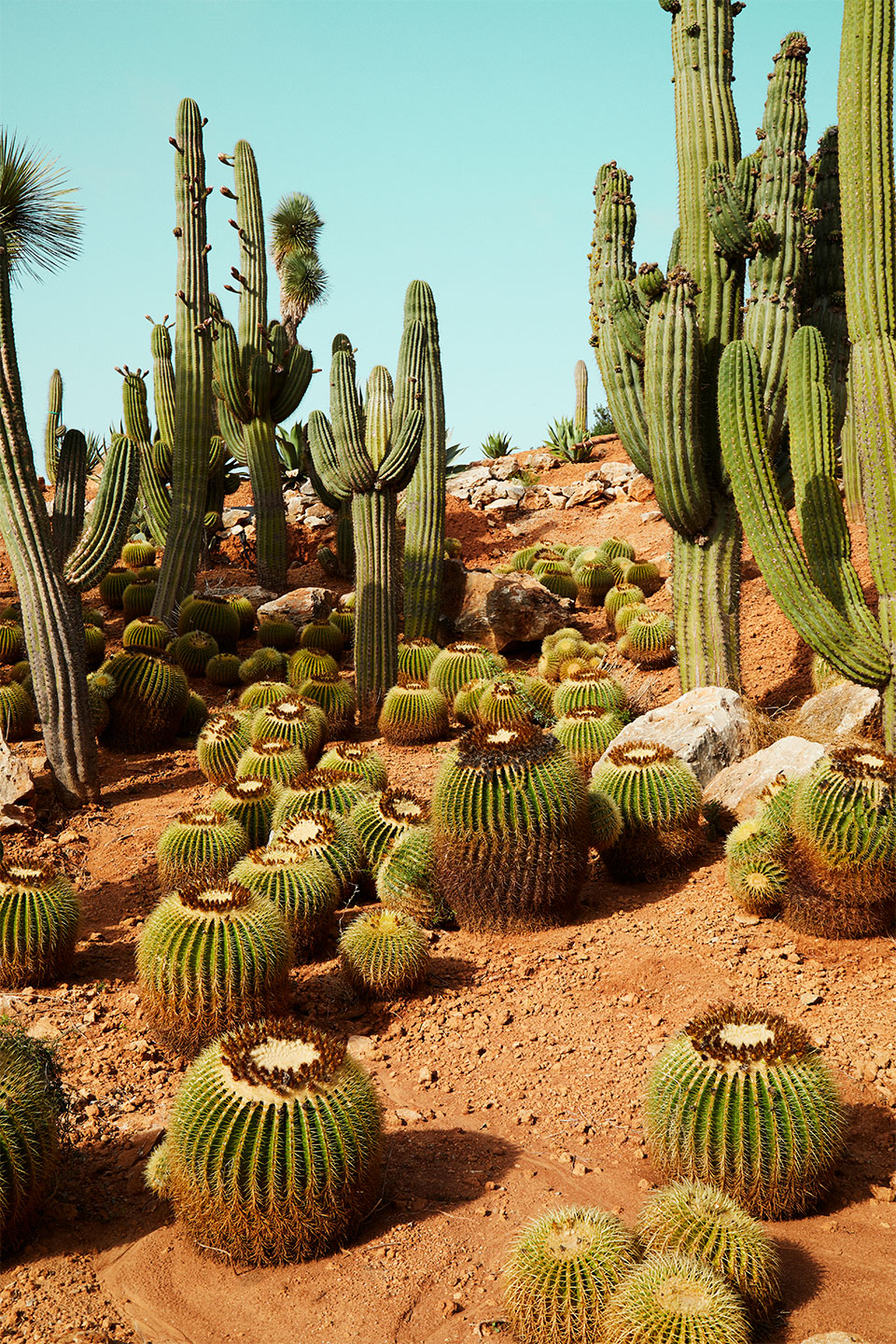 Cactusland   No        Af   Camilla   Schmidt