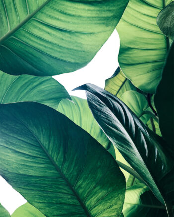 Calathea   No        Af   Illux