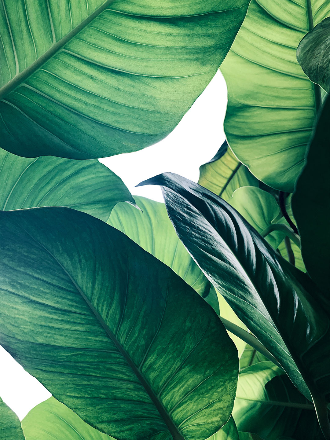 Calathea   No        Af   Illux