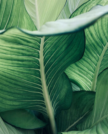 Calathea   No        Af   Illux