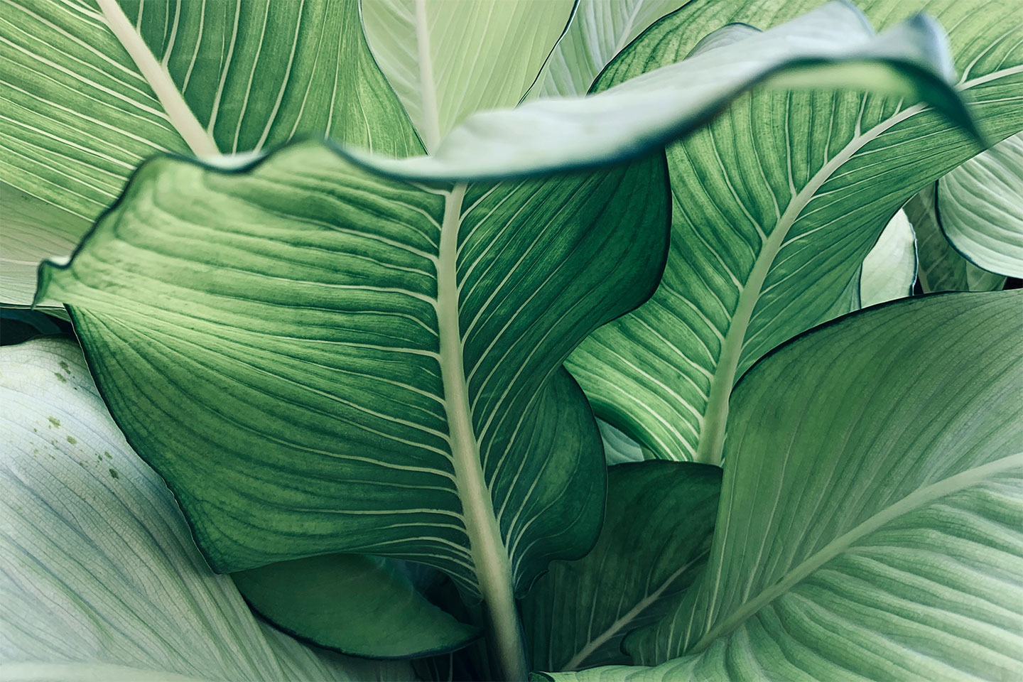 Calathea   No        Af   Illux