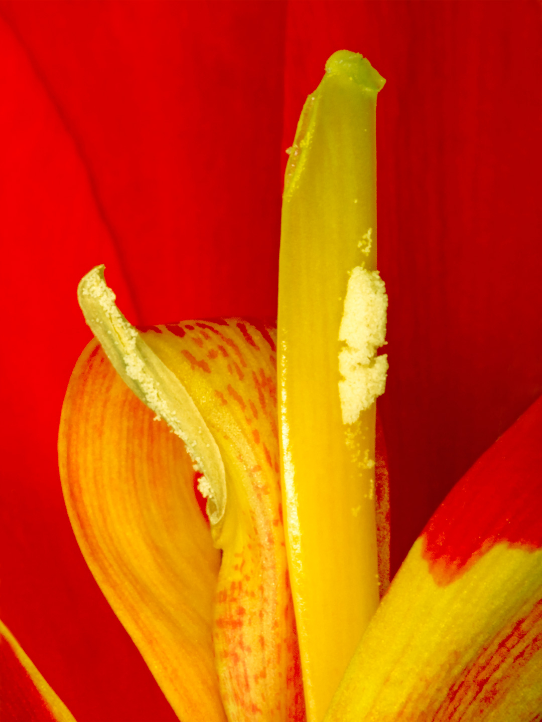 Canna   Indica   Af   Pauline   Snoeijs