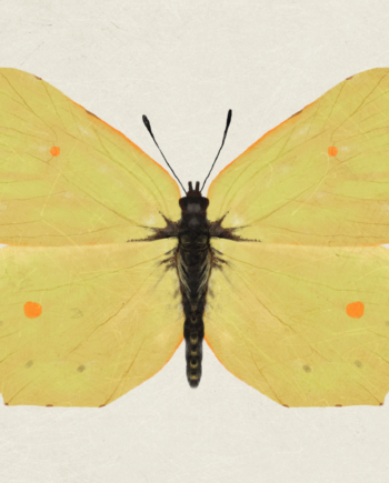 Citronsommerfugl   Af   Maladroit