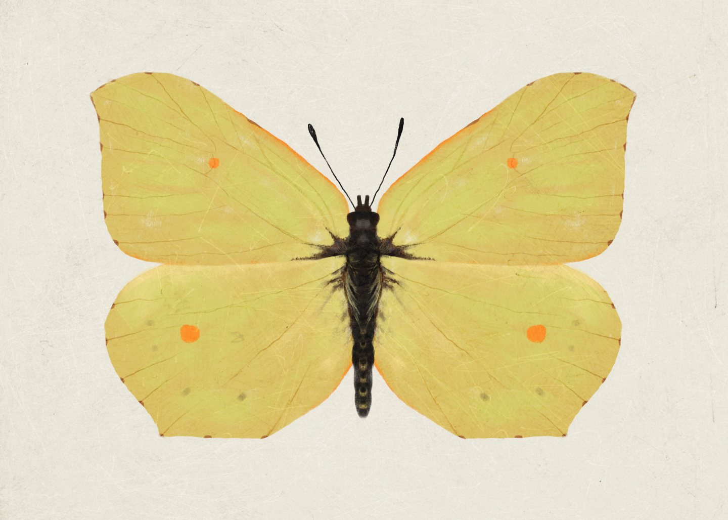 Citronsommerfugl   Af   Maladroit